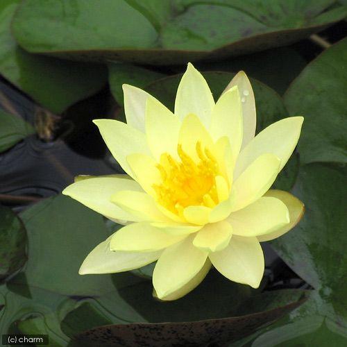 （ビオトープ）睡蓮　温帯性睡蓮（スイレン）（黄）　オドラータ　スルフレア　Ｏｄｏｒａｔａ　Ｓｕｌｐｈｕｒｅａ　（１ポット）（休眠状態） | チャーム（ペット） | 02