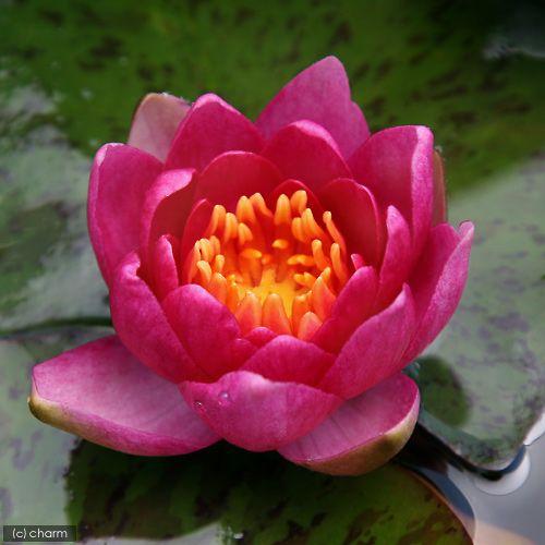 ビオトープ 睡蓮 温帯性睡蓮 スイレン チェンジャブル アンドレアナ ａｎｄｒｅａｎａ １ポット 返品送料無料