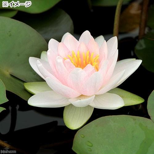 チャーム（charm） （ビオトープ）睡蓮 温帯性睡蓮（スイレン）（桃
