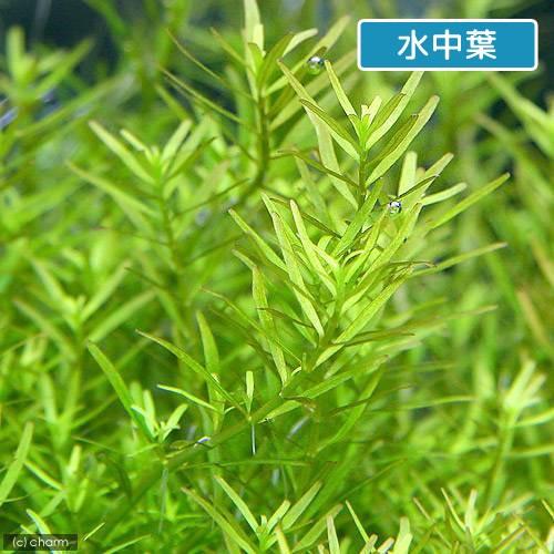 水草 ロタラｓｐ ワイナード 水上葉 無農薬 １０本 最大90 Offクーポン 水上葉
