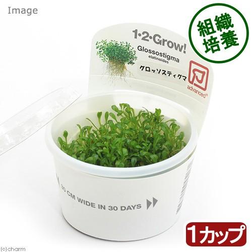 （水草）組織培養１−２−ＧＲＯＷ！　グロッソスティグマ　トロピカ製（無農薬）（１カップ）｜chanet