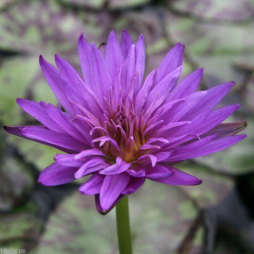 ビオトープ 睡蓮 熱帯性睡蓮 スイレン 青 ブルー アスター １ポット 最大50 Offクーポン