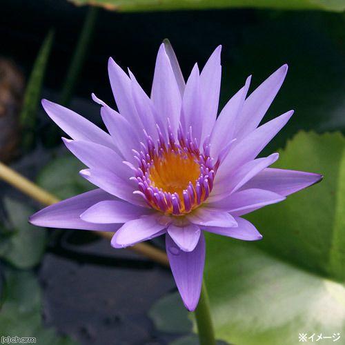チャーム（charm） （ビオトープ）睡蓮 熱帯性睡蓮（スイレン）（青