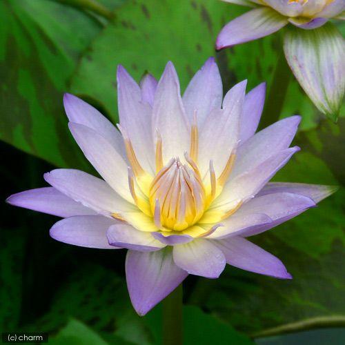 1719円 品質満点 ビオトープ 睡蓮 熱帯性睡蓮 スイレン 青紫 サウス チャーム １ポット