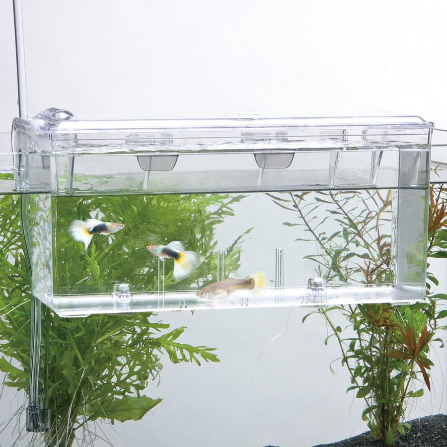 スドー 外掛式産卵飼育ボックス サテライトL : チャーム charm ヤフー