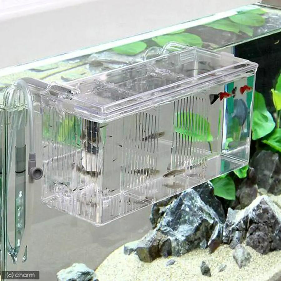 スドー 外掛式産卵飼育ボックス サテライトL : チャーム charm ヤフー