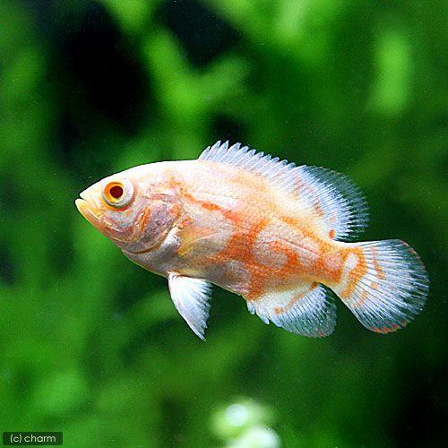 熱帯魚 アルビノタイガーオスカー １匹 北海道航空便要保温 Segurosaurora Com