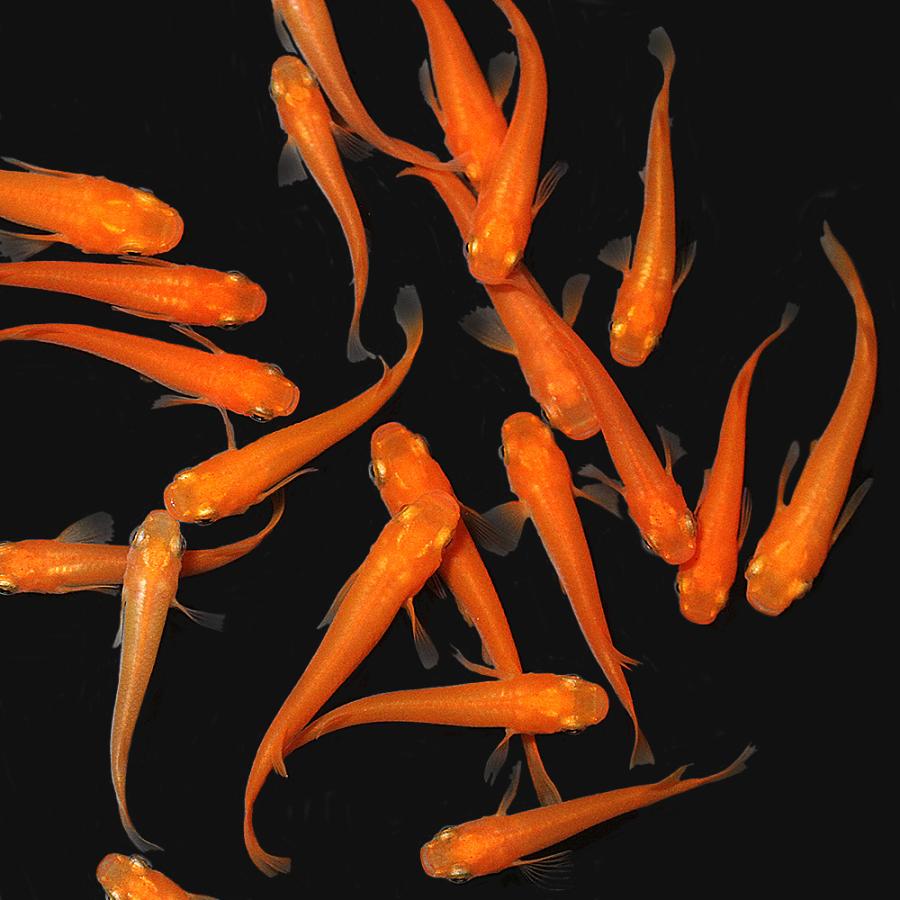 （めだか）楊貴妃メダカ（２０匹） | チャーム（ペット） | 01