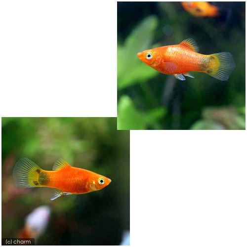 熱帯魚 レッド ミッキーマウスプラティ ４匹 北海道 九州 沖縄航空便要保温 チャーム Charm Paypayモール店 通販 Paypayモール