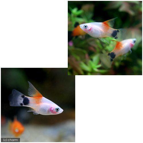 定番キャンバス 熱帯魚 ハイフィンレッドバック ミッキーマウスプラティ ３匹 北海道 九州 沖縄航空便要保温1 060円 Aynaelda Com