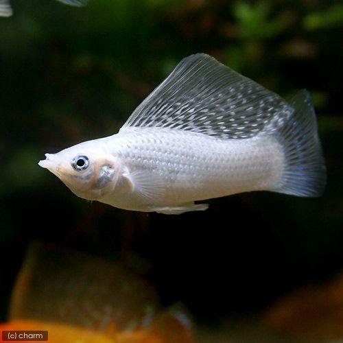 熱帯魚 プラチナセルフィン 残りわずか モーリー １ペア 九州 北海道 沖縄航空便要保温