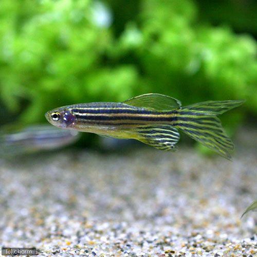 熱帯魚）ロングフィンゼブラ・ダニオ（10匹） 北海道航空便要保温