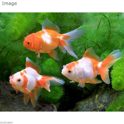 （国産金魚）更紗オランダ獅子頭（１匹） | チャーム（ペット） | 02