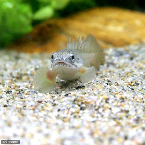チャーム（charm） （熱帯魚）ポリプテルス・セネガルス Sサイズ（約 