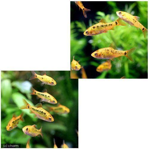 バルブ熱帯魚 チェリーバルブとは！赤い体色や性質、水槽、餌、混泳、繁殖について