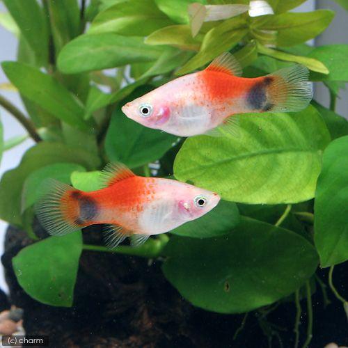 その他 最終値下げ‼️熱帯魚レッドマンキー