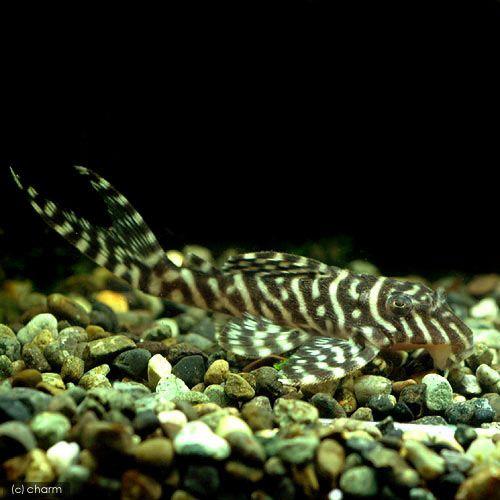 （熱帯魚）キングタイガー・ペコルティア　Ｌサイズ（ワイルド）（１匹）　北海道・九州航空便要保温