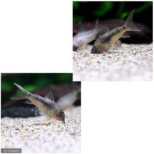 熱帯魚 コリドラス セプテントリオナリス ワイルド １匹 九州 沖縄航空便要保温 北海道 倉庫