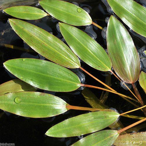 チャーム（charm） （ビオトープ）水生植物 ヒルムシロ（3株） 浮葉