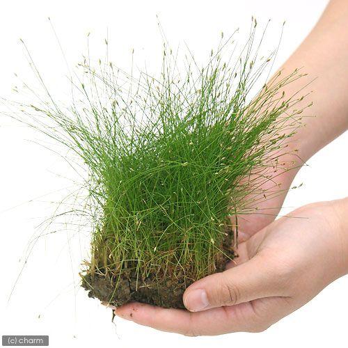 水草 ヘアーグラス ６０ｃｍ水槽用 水上葉 無農薬 ２シート分 北海道航空便要保温 672 チャーム Charm ヤフー店 通販 Yahoo ショッピング