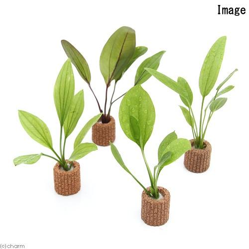 原種系エキノドルス５種セット チャーム（charm） （水草）ライフマルチ（茶）おまかせエキノドルス