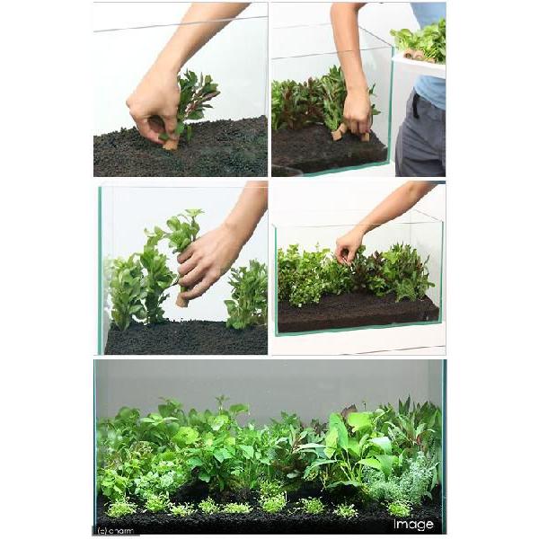 (水草)置くだけ簡単 ライフマルチ(茶)おまかせ有茎草5種(水上葉)(無農薬)(計5個) (水草)置くだけ簡単 ライフマルチ(茶)おまかせ有茎草5種(水上葉)(無農薬)(計5個)