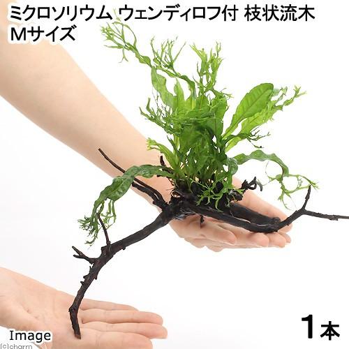チャーム（charm） （水草）ミクロソリウム ウェンディロフ 枝状流木