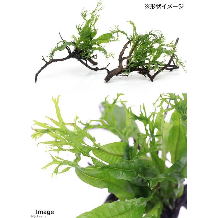 チャーム（charm） （水草）ミクロソリウム ウェンディロフ 枝状流木