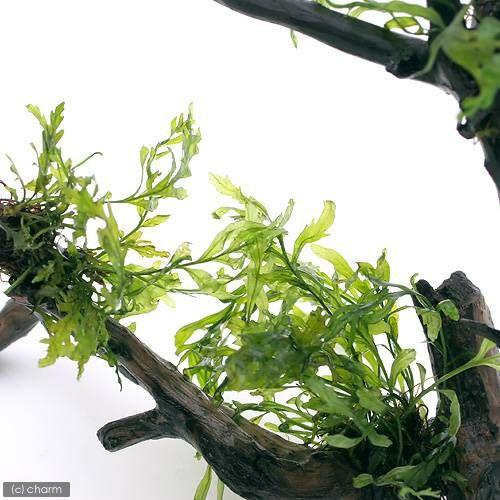 チャーム（charm） （水草）巻きたて ボルビティス ヒュディロティ 枝