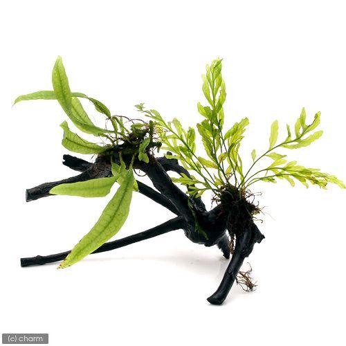 ボルビティス ウェーブリーフミニ巻き流木2本セット