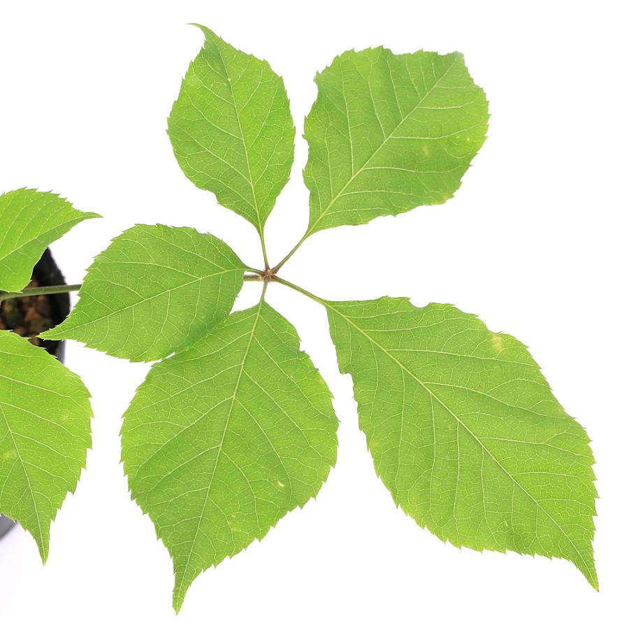 （山野草）山菜　コシアブラ（漉油）素掘り苗　３〜４号（１ポット）　家庭菜園　盆栽　庭木（休眠状態） | チャーム（ペット） | 01