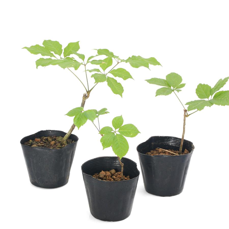 （山野草）山菜　コシアブラ（漉油）素掘り苗　３〜４号（１ポット）　家庭菜園　盆栽　庭木（休眠状態） | チャーム（ペット） | 02