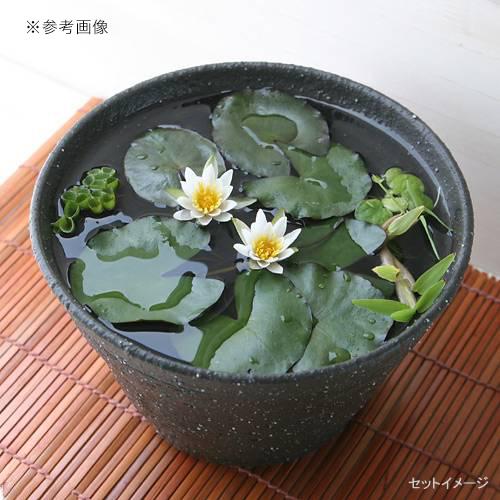 Leaf Corp アウトレット品 睡蓮鉢 国産 手作り睡蓮鉢 益子焼 彩 Leaf Corp アウトレット品 睡蓮鉢 国産 手作り睡蓮鉢 益子焼 彩