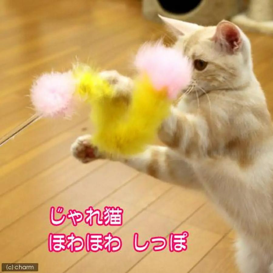 じゃれねこチャンチャームリボン×ミケ猫