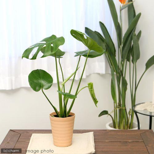 観葉植物 モンステラ ５ ５ ５号 １鉢