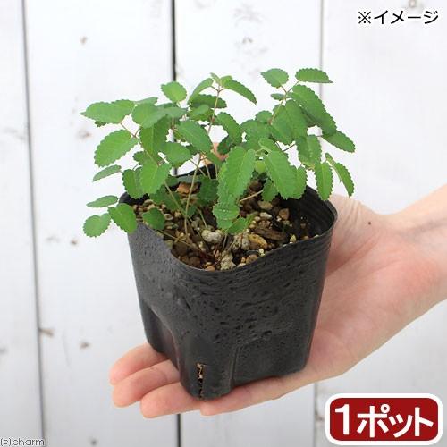 山野草 ヒメワレモコウ 姫吾亦紅 姫吾木香 ３号 １ポット Sonicacts Com
