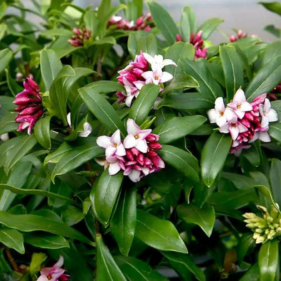 チャーム（charm） （山野草）盆栽 ジンチョウゲ（沈丁花） 赤花 4号