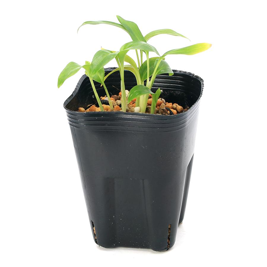 チャーム（charm） （観葉植物）ハーブ アルピニア ゲットウ（月桃