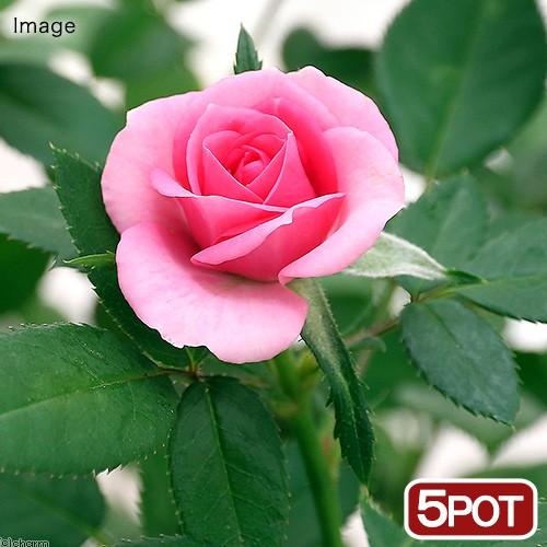 観葉植物 ミニバラ 品種おまかせ ３ ５４号 ５ポット 北海道冬季発送不可 チャーム Charm ヤフー店 通販 Yahoo ショッピング
