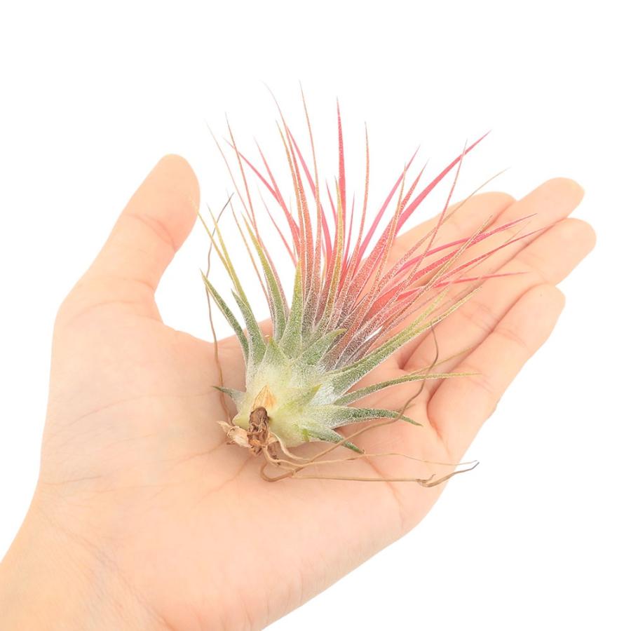 チャーム（charm） （観葉植物）エアープランツ チランジア イオナンタ