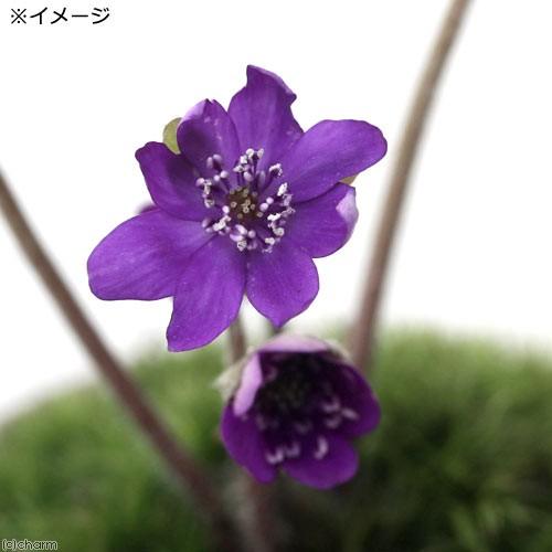 （山野草）苔盆栽　雪割草　おまかせ益子焼鉢植え　丸型　小（１鉢） | チャーム（ペット） | 01