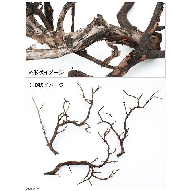 熱販売 形状お任せ 煮込み済み 極上流木 ｌサイズ 約３０ ４５ｃｍ １本1 622円 Aynaelda Com