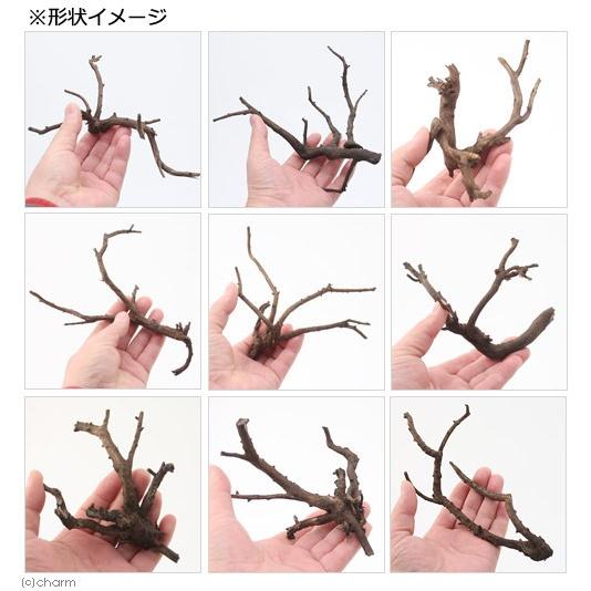 形状お任せ　煮込み済み　極上流木　Ｓサイズ（約１０〜２０ｃｍ）　３本　アクアリウム　レイアウト素材　流木 |  | 01