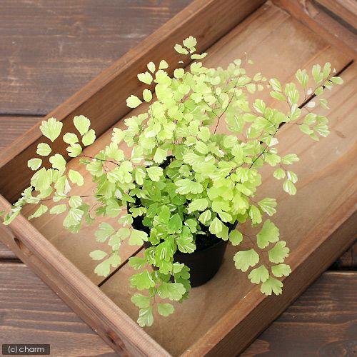 観葉植物 アジアンタム スノーフレーク 斑なし株 ３号 １ポット シダ植物 チャーム Charm Paypayモール店 通販 Paypayモール