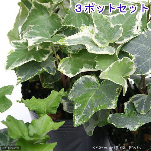 観葉植物 ヘデラ アイビー 品種おまかせ ３号 ３ポット チャーム Charm ヤフー店 通販 Yahoo ショッピング