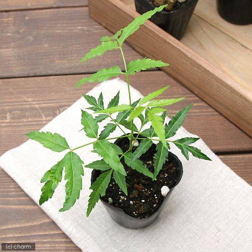 入荷予定 観葉植物 ハーブ苗 ニーム ミラクルニーム インドセンダン ３号 ３ポット 虫除け植物 誕生日プレゼント