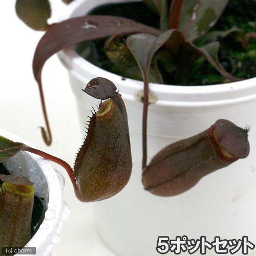 （食虫植物）ウツボカズラ　ネペンテス　レッドアラタ　５ポットセット｜chanet