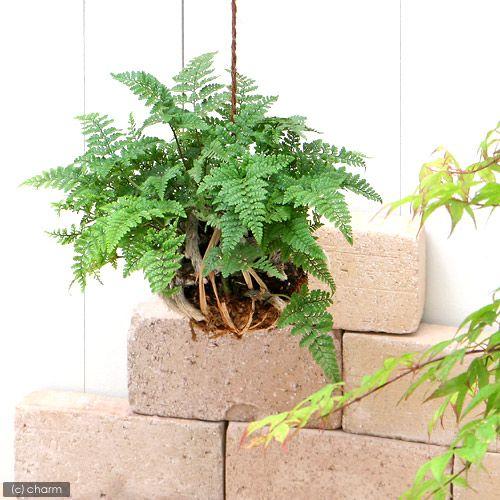 （観葉植物）苔玉　トキワシノブ　Ｌサイズ（１個）（Yahoo!・チャーム charm ヤフー店）