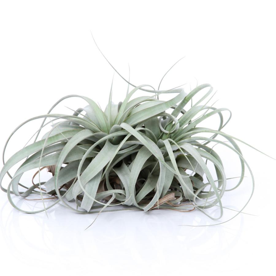（観葉植物）エアープランツ　チランジア　キセログラフィカ　ＸＬサイズ（１株）_1