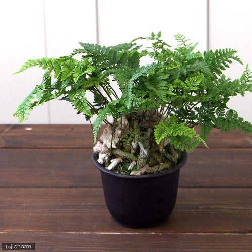 お歳暮 山野草 トキワシノブ １鉢 ４号